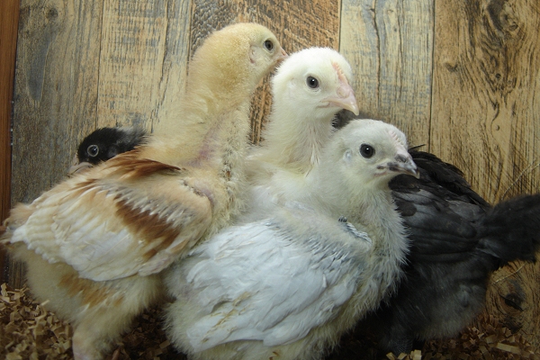5 Pullet Chicks Week 3